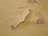 Leder Halstuchknoten KLEIN, Grösse 9,5 x 2,5 cm - für Pfadfinder