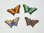 Aufnäher Motiv Schmetterling Edelfalter, Größe 5,5 x 3,5 cm - verschiedene Farben