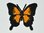 Aufnäher Schmetterling Zipfelfalter, Größe 5 x 4,5 cm - schwarz-orange mit Bügelbeschichtung
