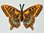 Aufnäher Schmetterling Schwalbenschwanz, Größe 6,5 x 4,2 cm - orange-schwarz mit Bügelbeschichtung
