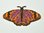 Aufnäher Schmetterling Monarch, Größe 6 x 3,2 cm - orange-lila mit Bügelbeschichtung